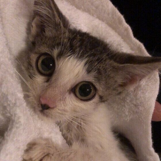 日本ネコのみーすけくん