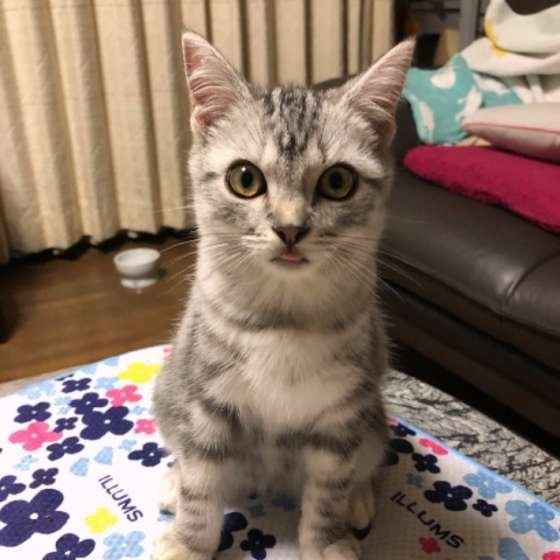 舌を出すアメリカンショートヘア