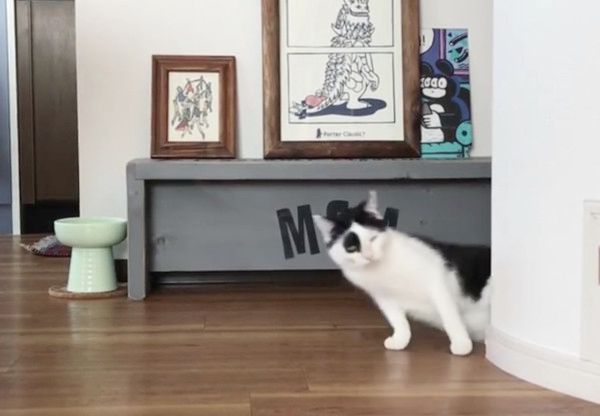 突然顔をひょこっと出す猫