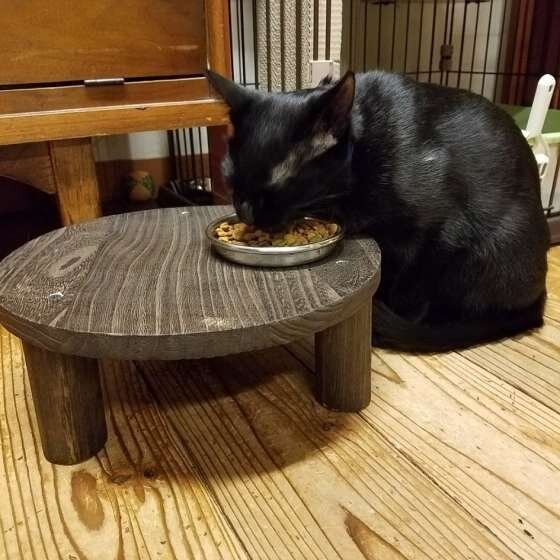 食事中のMIX黒のショコラちゃん