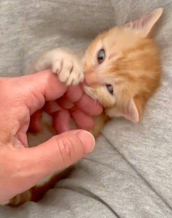 子猫時代のまめさん