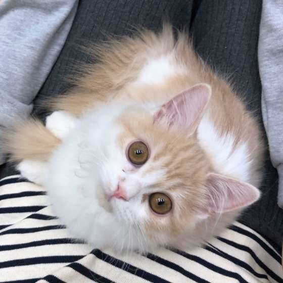 抱っこされる猫