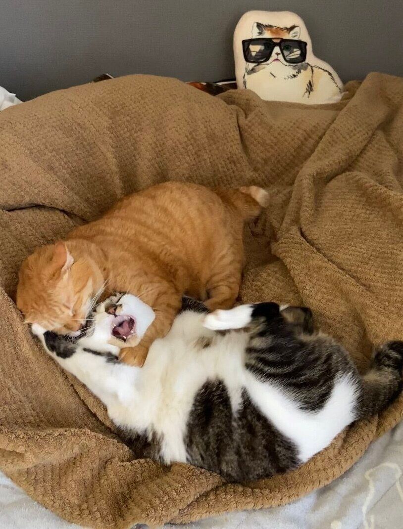 じゃれ合うちゃろう丸くん、ぶぶちゃん