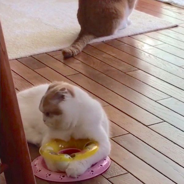 スコティッシュフォールド