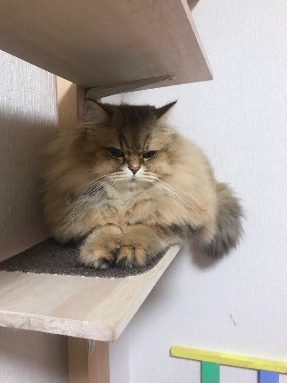 毛がふさふさのペルシャ