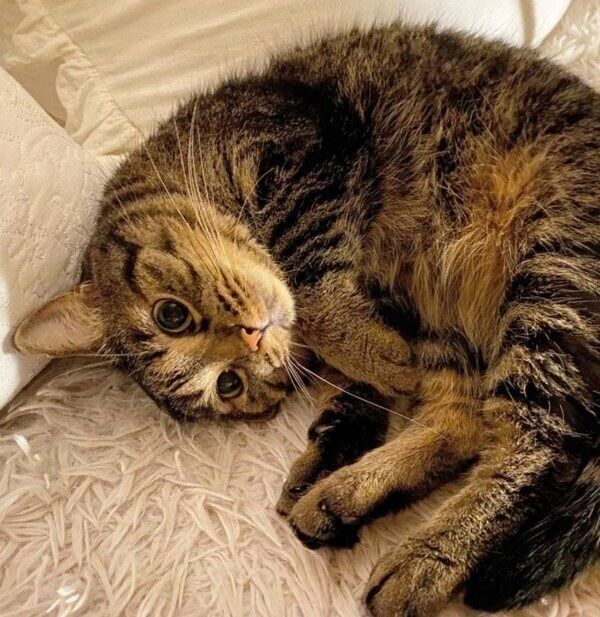 ごろんと転がるきっとちゃん