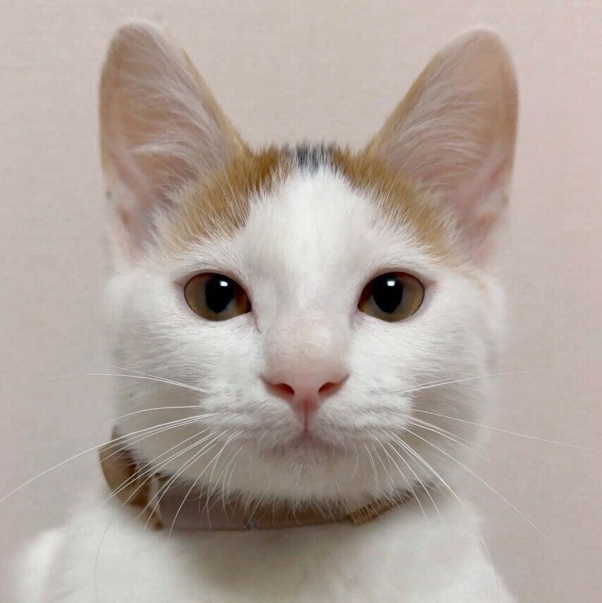 見つめるおこわちゃん