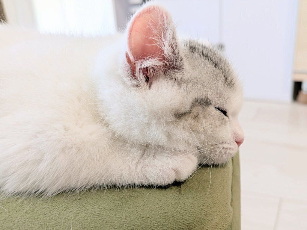 横から見てもかわいいシロップくんの寝顔