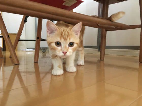 テーブルの下にいるスコティッシュフォールド