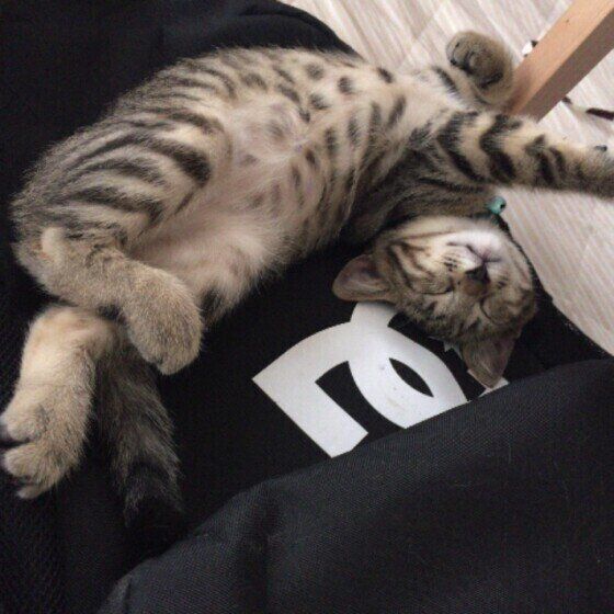 バッグの上でくつろぐキジトラ猫