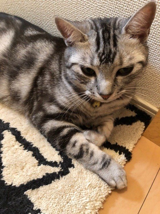 お出迎えするアメリカンショートヘア