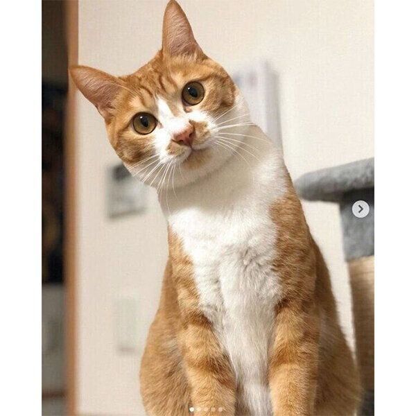 首をかしげるシンバさん