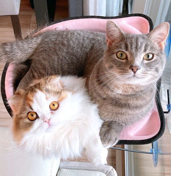 見つめるめいちゃん、れんちゃん