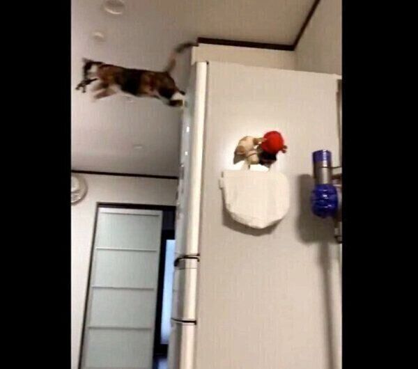 ショッカーを奪うひじきちゃん