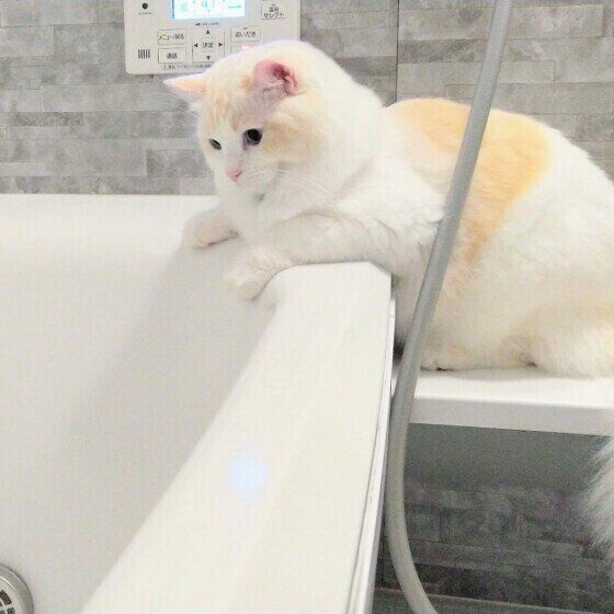 浴槽が気になるラグドール