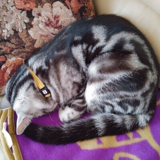 ごめん寝をするアメリカンショートヘア