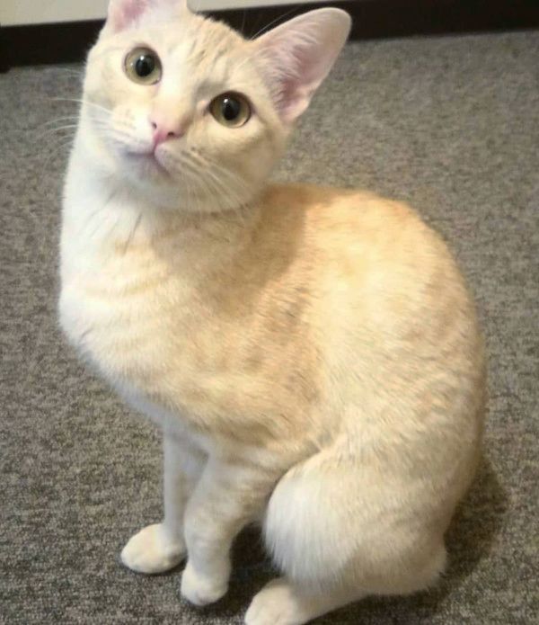 爪切りが嫌いな猫