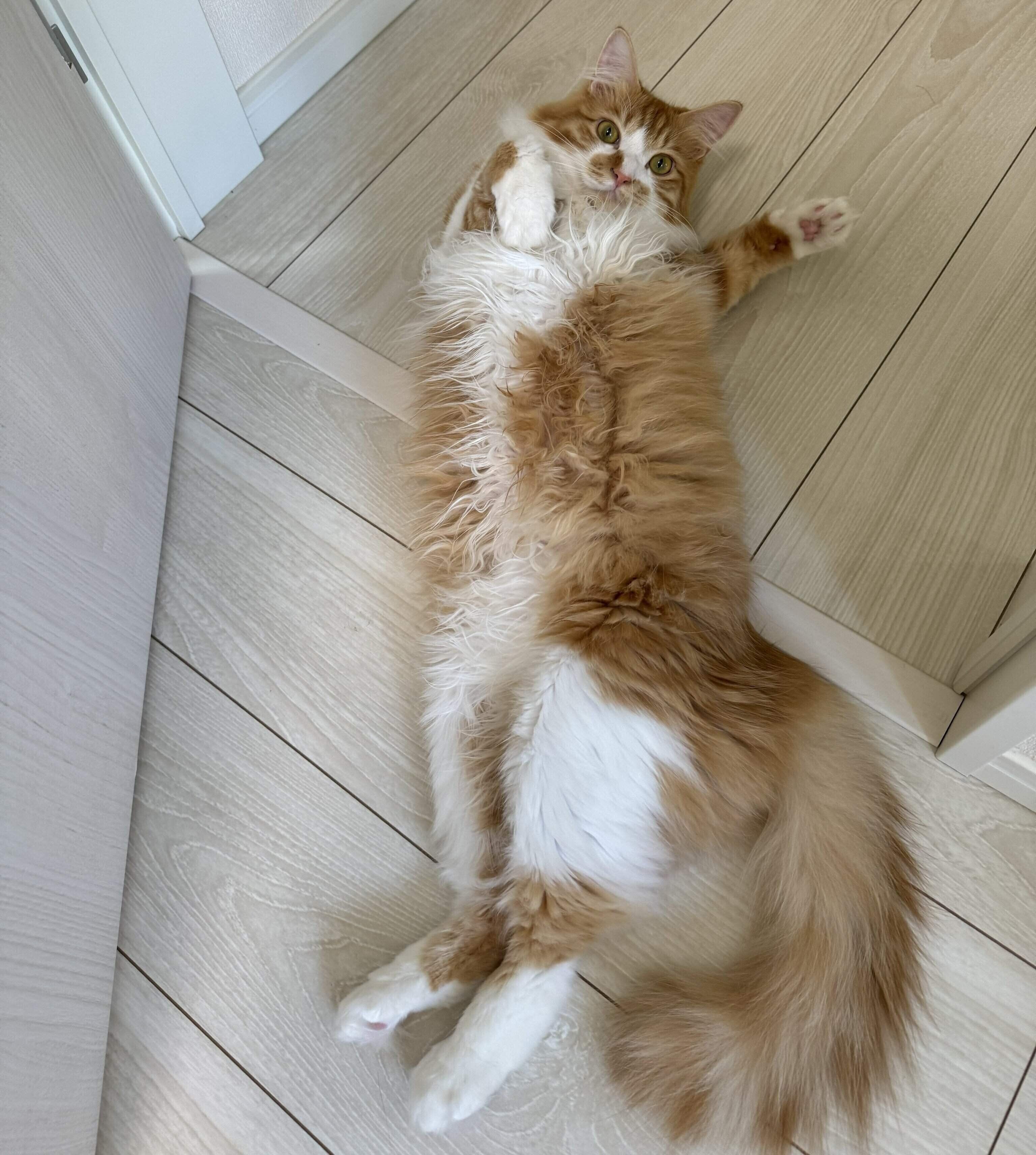 ゴロンと寝転がるアルくん