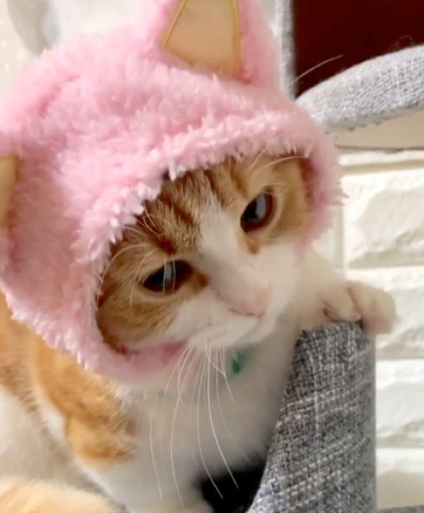 猫のかぶりものかぶる茶太くん