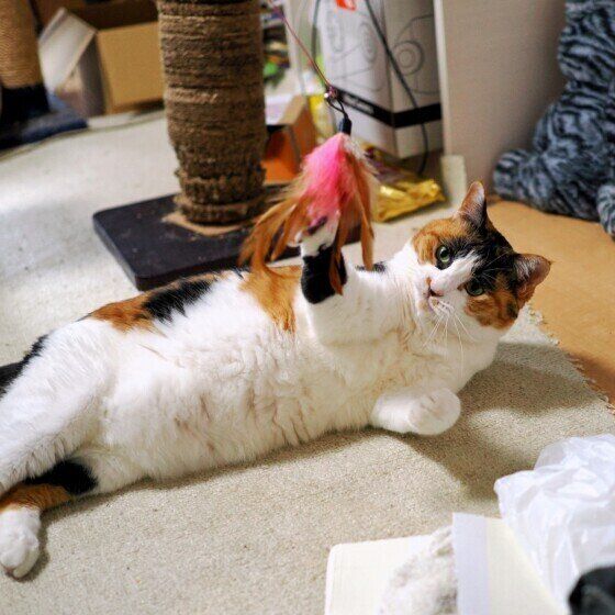 Mix（ミケ）のルビーちゃん♪