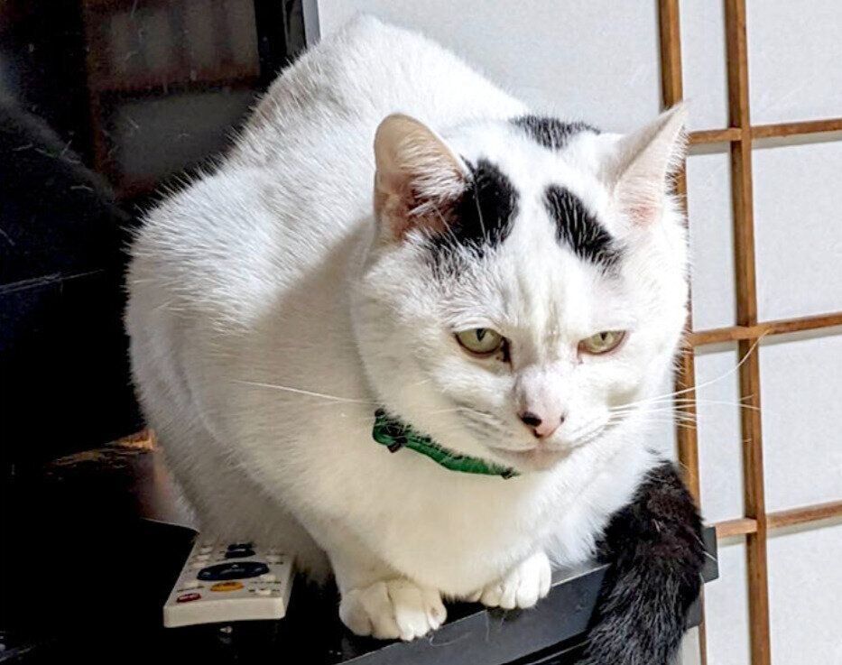 座っている4才の猫