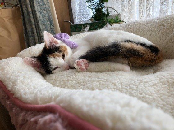 ベッドでウトウトする三毛猫