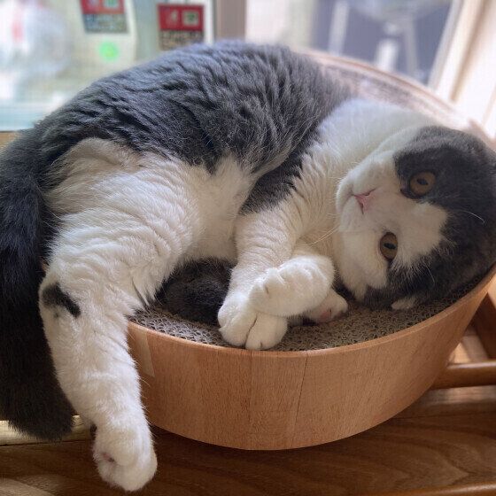 スコティッシュフォールドのクーくん