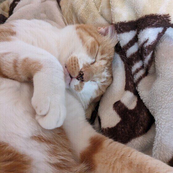 MIX（茶×白）のにじおくん