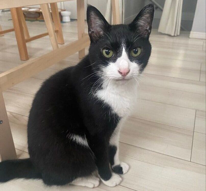 猫草を要求するシノスケくん