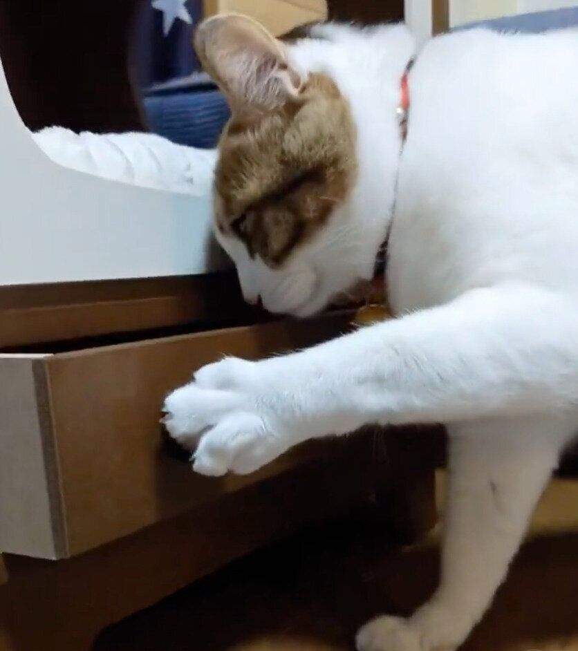 引き出しを開けるテンちゃん