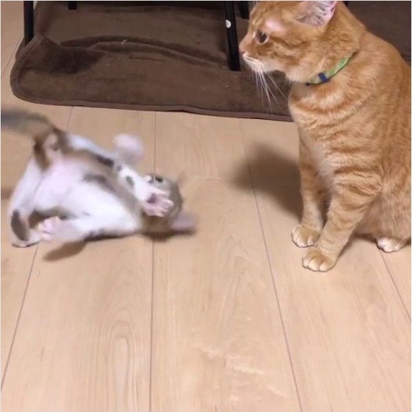 求愛ダンスするニャンコ