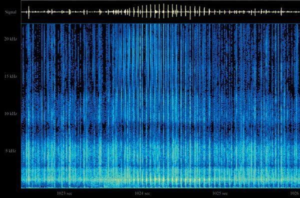 マッサージで猫と飼い主さんがお互いに癒しあえるヒミツ