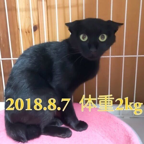 クマネコ親子ページ！ 保健所・センターからの譲渡猫情報 詳細 | 保健所・センターから