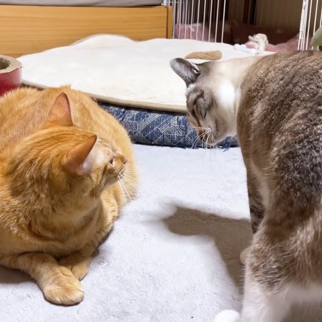 リクちゃんにメンチをきるリノちゃん