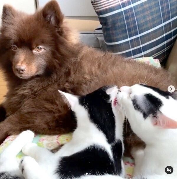 寄り添うだー子ちゃん、ききちくん、くまくん