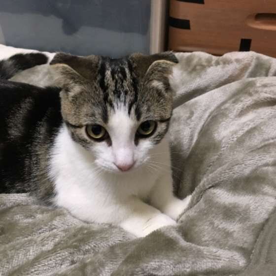 マンチカン ももたろうくん