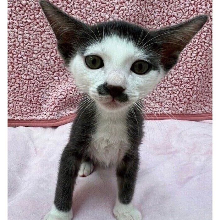 保護子猫時代のプランスくんの写真