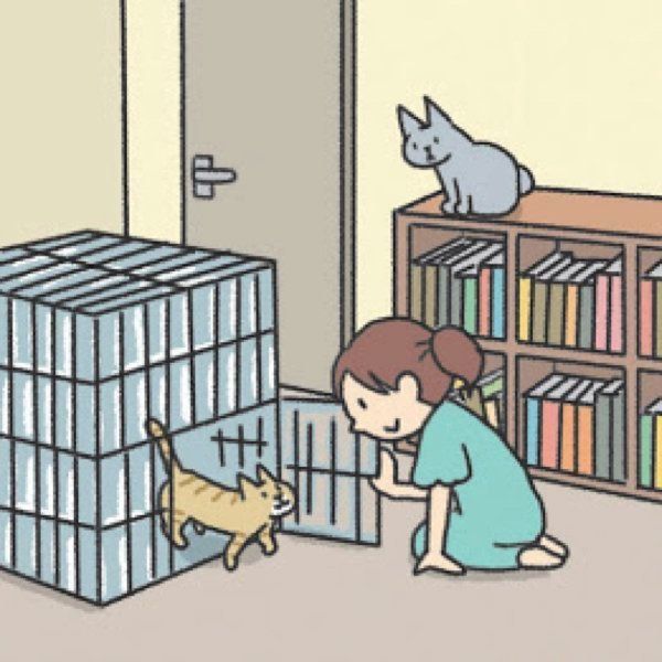 先住猫と新入り猫の対面時に気をつけたいこと