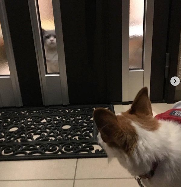 ワンコをお迎えするブリティッシュショートヘア