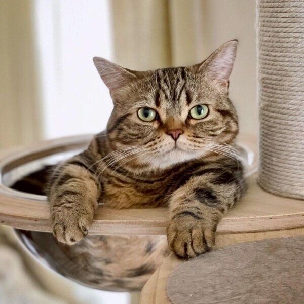 温泉に浸かっているような姿のメルくん