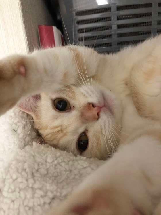 アメリカンショートヘアのaimableくん