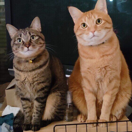 MIX茶トラのふくくんと姪っ子はるちゃん