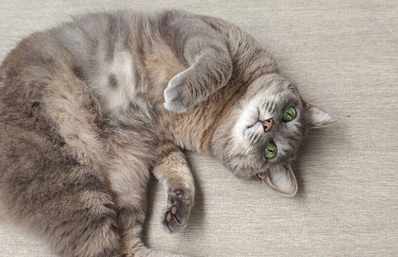  おなかを見せて寝転ぶ猫