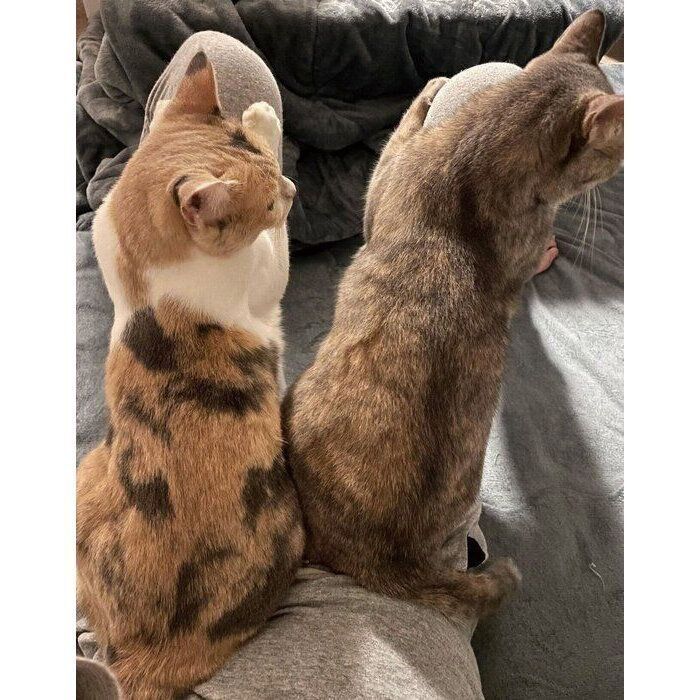 飼い主さんの膝に乗るきなこちゃん、あんこちゃん。