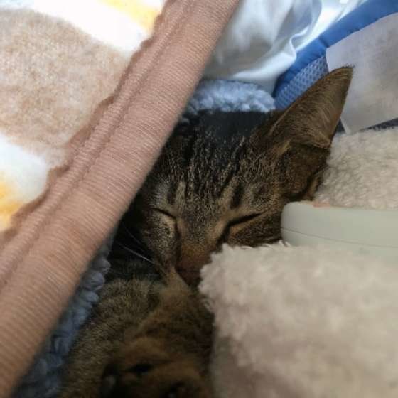 毛布にくるまる日本ネコ