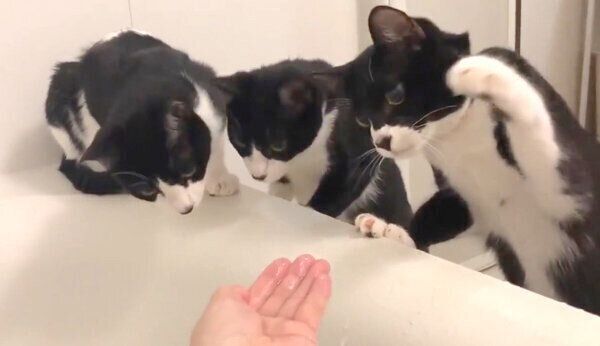 恐る恐るお湯を見つめるハチワレトリオ