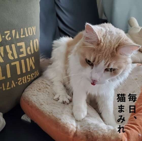 ふみふみするメインクーンのむぅちゃん