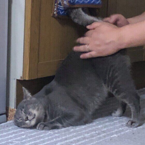 サバトラのジルベールくん