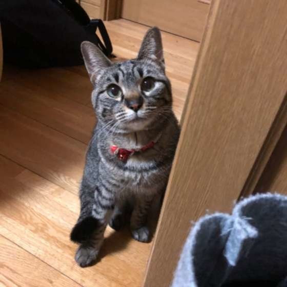 困っちゃうけれど可愛い 朝 猫が飼い主さんについてくる理由 ねこのきもちweb Magazine 困っちゃうけれど可愛い 朝 猫が飼い主さんについてくる理由 ねこのきもちweb Magazine