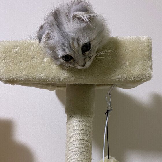 マンチカンのちゃーみーちゃん